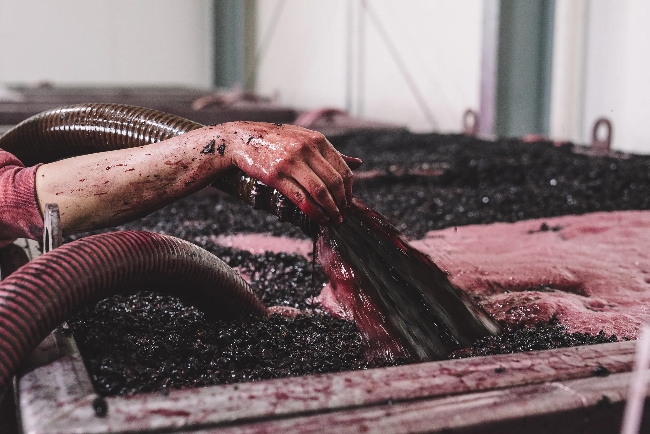 Winemaking at Warrabilla wines