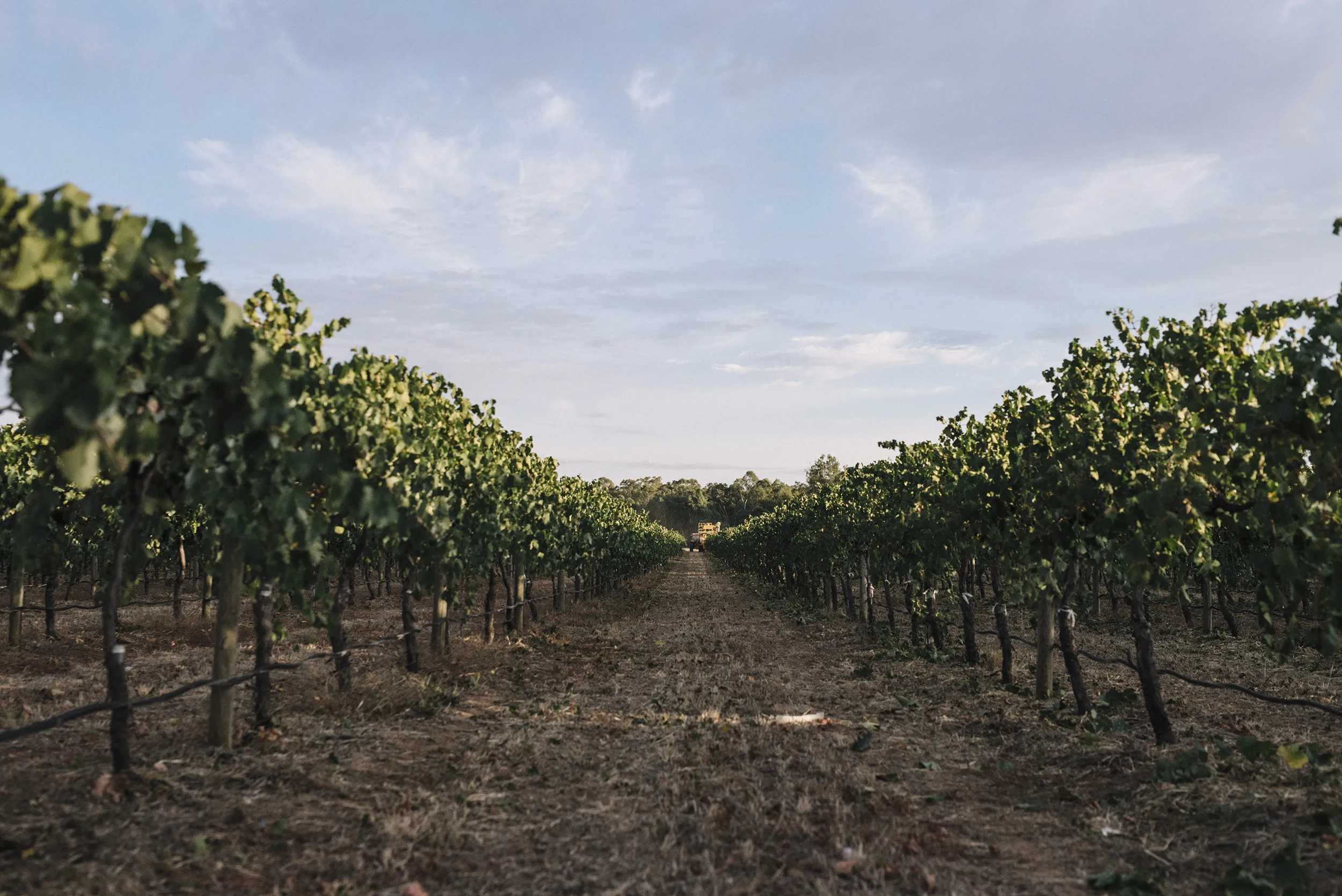 Warrabilla Wines vineyard at sunrise
