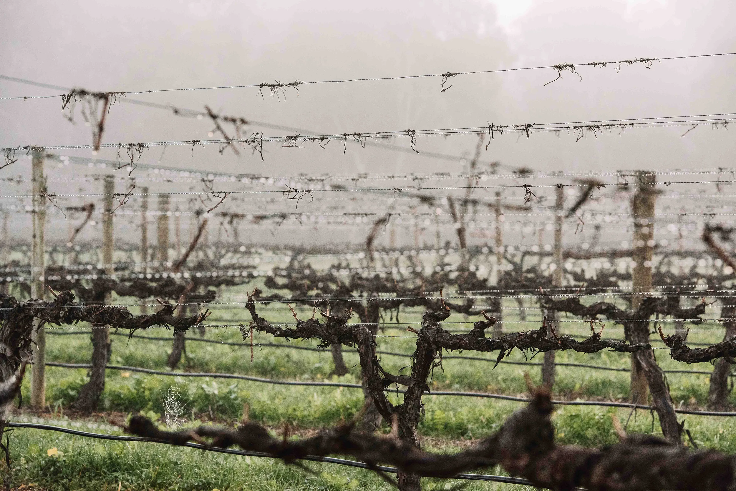 The Home Block Vineyard