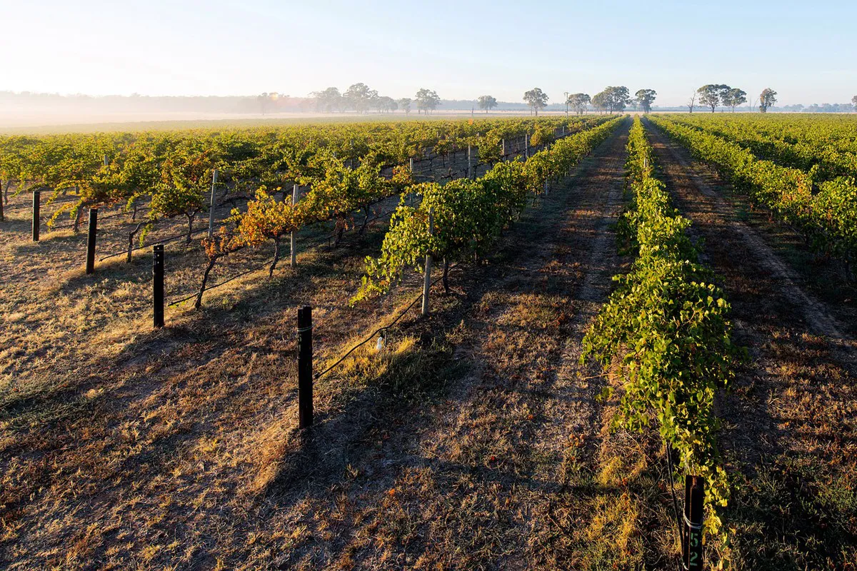 Parola's Vineyard at Sunrise